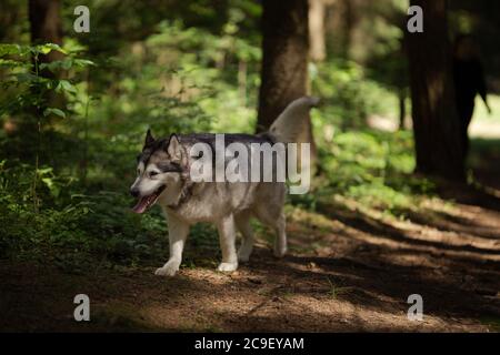 Eine junge Brünette Mädchen geht in den Sport, läuft im Wald mit einem grauen Hund ​​of die Husky Rasse Stockfoto