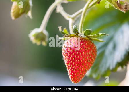 Nahaufnahme, flacher Fokus einer reifen Erdbeere, die im Frühsommer an einem hängenden Korb hängt. Stockfoto