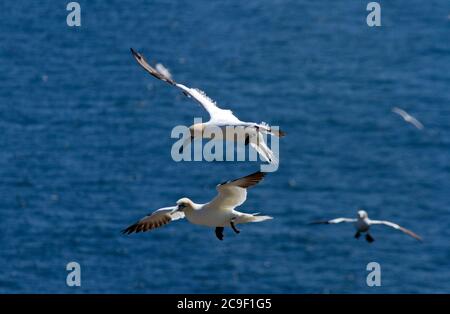 Der nördliche Gannet ist der größte Seevögelling Großbritanniens und die Brutkolonie bei Bempton Cliffs in Yorkshire ist der einzige englische Festland-Nestplatz. Stockfoto