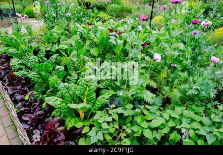 Reich bepflanzte englische Küche Garten - John Gollop Stockfoto