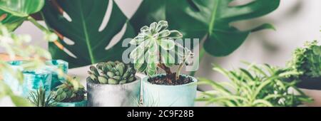 Pflanzen saftige Pflanze in Topf Stockfoto