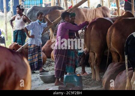 Der Qurbani Meat Market verkauft Oxens vor dem Eid-al-Adha in Dhaka, Bangladesch. Der Eid-al-Adha fällt am 1. August 2020. Der COVID 19 hat den normalerweise hektischen Markt stark gebändet, und viele Tiere werden jetzt online gehandelt, um die soziale Distanzierung zu erleichtern. Stockfoto