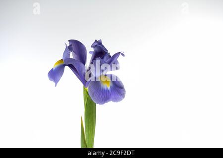 Purple Iris fotografiert vor einem schlichten weißen Hintergrund Stockfoto