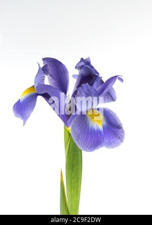 Purple Iris fotografiert vor einem schlichten weißen Hintergrund Stockfoto