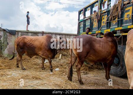 Der Qurbani Meat Market verkauft Oxens vor dem Eid-al-Adha in Dhaka, Bangladesch. Der Eid-al-Adha fällt am 1. August 2020. Der COVID 19 hat den normalerweise hektischen Markt stark gebändet, und viele Tiere werden jetzt online gehandelt, um die soziale Distanzierung zu erleichtern. Stockfoto