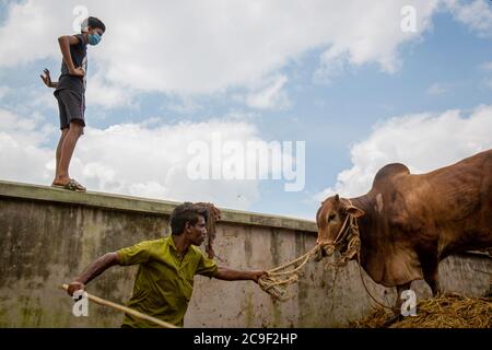 Der Qurbani Meat Market verkauft Oxens vor dem Eid-al-Adha in Dhaka, Bangladesch. Der Eid-al-Adha fällt am 1. August 2020. Der COVID 19 hat den normalerweise hektischen Markt stark gebändet, und viele Tiere werden jetzt online gehandelt, um die soziale Distanzierung zu erleichtern. Stockfoto