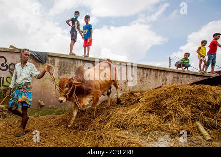 Der Qurbani Meat Market verkauft Oxens vor dem Eid-al-Adha in Dhaka, Bangladesch. Der Eid-al-Adha fällt am 1. August 2020. Der COVID 19 hat den normalerweise hektischen Markt stark gebändet, und viele Tiere werden jetzt online gehandelt, um die soziale Distanzierung zu erleichtern. Stockfoto