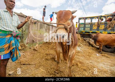 Der Qurbani Meat Market verkauft Oxens vor dem Eid-al-Adha in Dhaka, Bangladesch. Der Eid-al-Adha fällt am 1. August 2020. Der COVID 19 hat den normalerweise hektischen Markt stark gebändet, und viele Tiere werden jetzt online gehandelt, um die soziale Distanzierung zu erleichtern. Stockfoto