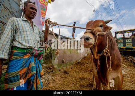 Der Qurbani Meat Market verkauft Oxens vor dem Eid-al-Adha in Dhaka, Bangladesch. Der Eid-al-Adha fällt am 1. August 2020. Der COVID 19 hat den normalerweise hektischen Markt stark gebändet, und viele Tiere werden jetzt online gehandelt, um die soziale Distanzierung zu erleichtern. Stockfoto