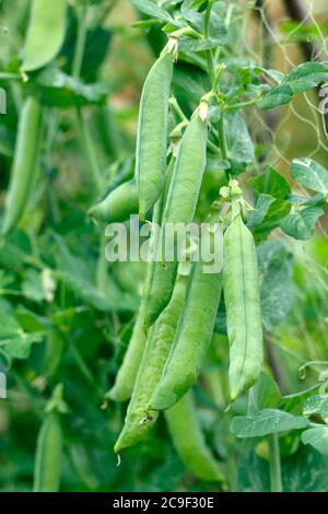 Pisum sativum 'Kelvedon Wonder'. Gartenerbsen, die in einem vorstädtischen Küchengarten Stöcke und Netze aufziehen. VEREINIGTES KÖNIGREICH Stockfoto