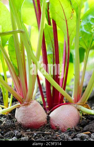 Beta vulgaris. Regenbogen-Rote Beete wächst im Sommer in einem Küchengarten - Boltardy, Chioggia, Bullenblut. VEREINIGTES KÖNIGREICH Stockfoto