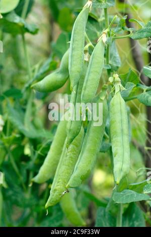 Pisum sativum 'Kelvedon Wonder'. Gartenerbsen, die in einem vorstädtischen Küchengarten Stöcke und Netze aufziehen. VEREINIGTES KÖNIGREICH Stockfoto