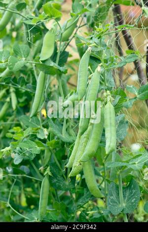 Pisum sativum 'Kelvedon Wonder'. Gartenerbsen, die in einem vorstädtischen Küchengarten Stöcke und Netze aufziehen. VEREINIGTES KÖNIGREICH Stockfoto