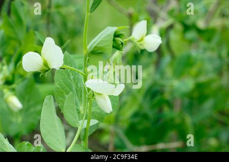 Pisum sativum 'Kelvedon Wonder'. Gartenerbsen blühen in einem vorstädtischen Küchengarten. VEREINIGTES KÖNIGREICH Stockfoto