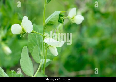 Pisum sativum 'Kelvedon Wonder'. Gartenerbsen blühen in einem vorstädtischen Küchengarten. VEREINIGTES KÖNIGREICH Stockfoto