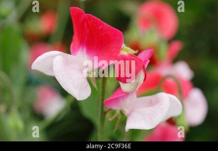 Lathyrus odoratus 'Rotkäppchen' süße Erbsenblüten, die in einem Sommergarten ein Spalier aufwachsen. VEREINIGTES KÖNIGREICH Stockfoto