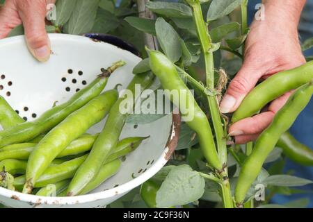 Vicia faba 'Bunyard's Exhibition'. Ernte von selbst angebauten Bohnen in einem Sommergarten. Stockfoto