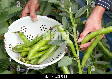 Vicia faba 'Bunyard's Exhibition'. Ernte von selbst angebauten Bohnen in einem Sommergarten. Stockfoto