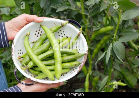 Vicia faba 'Bunyard's Exhibition'. Ernte von selbst angebauten Bohnen in einem Sommergarten. Stockfoto