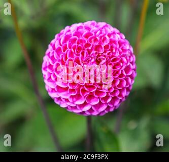 Nahaufnahme eines pinkfarbenen Blütenkopfes einer Dahlie ‘Franz Kafka’ in der National Dahlia Collection, Penzance, Cornwall, England Stockfoto