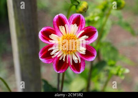 Nahaufnahme eines rosa weiß-violetten Blütenkopfes einer Dahlia 'Olivia' in der National Dahlia Collection, Penzance, Cornwall, England Stockfoto