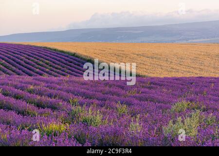 Lavendel Feld gerade schöne Reihen. Ländliche Provence. Der Anbau von Lavendel. Sommer sonnig Hell Panoramablick. Französischer Lavendel. Stockfoto