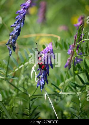 Sechs-Punkt-burnett-Tagmotte, Zygaena filipendulae. Stockfoto