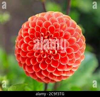 Nahaufnahme eines orangefarbenen Blütenkopfes einer Dahlia 'Jomanda' in der National Dahlia Collection, Penzance, Cornwall, England Stockfoto