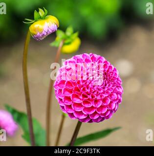 Nahaufnahme eines pinkfarbenen Blütenkopfes einer Dahlie ‘Franz Kafka’ in der National Dahlia Collection, Penzance, Cornwall, England Stockfoto