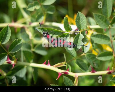 Sechs-Punkt-burnett-Tagfalter Paarung, Zygaena filipendulae. Stockfoto