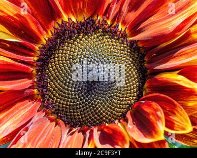 Bunte Sonnenblumenblüte Kopf, zeigt Fibonacci-Muster. Nahaufnahme. Stockfoto