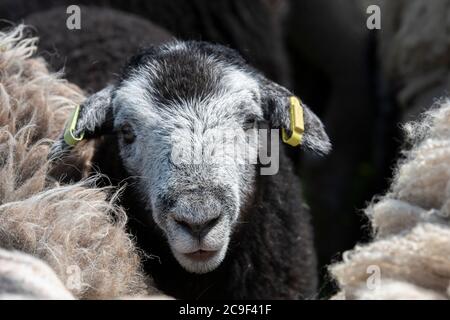 Nahaufnahme der Herde von Herdwick Schafe in Kugelschreibern bereit, abgeschnitten werden. Co. Durham, Großbritannien. Stockfoto