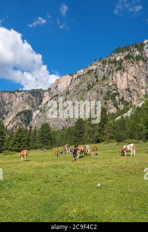 Wanderer unter Kühen auf einer Wiese in den Alp-Bergen Stockfoto