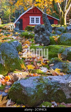 Gefallen Ahornblätter von einigen Steinen im Herbst in einem Garten Stockfoto