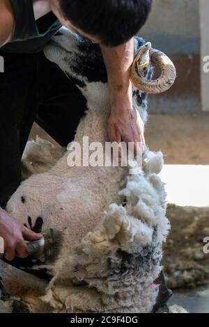 Hirten scheren ihre swaledale Mutterschafe, um im Sommer Flöhe zu entfernen. North Yorkshire, Großbritannien. Stockfoto