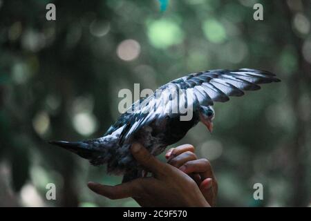 Hohe fliegende Taube in menschlicher Hand Stockfoto