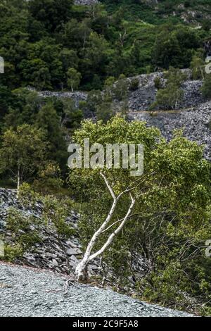 Silberbirke in Hodge Schließen Steinbruch Schieferschutt im Lake District National Park. Stockfoto