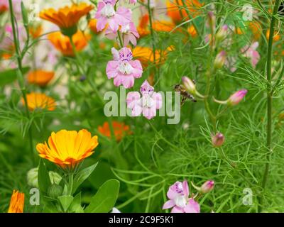 Biene fliegt zur rosa und violetten Delphiniumblume, leuchtend orange Ringelblume Ringelblume Blüten wachsen in einem Garten an einem sonnigen Tag. Stockfoto