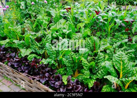 Reich bepflanzte englische Küche Garten - John Gollop Stockfoto