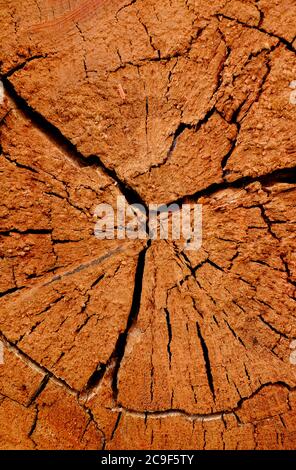 Gesprungener gesägtes Baumstamm, norfolk, england Stockfoto