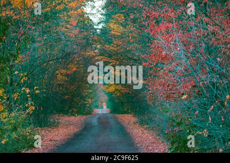 Seltsamer Nebelwald im Herbst. Natur neblige Landschaft. Die Straße durch mystische Atmosphäre Park. Geheimnisvoller Märchenwald Stockfoto