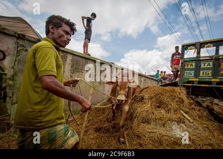 Der Qurbani Meat Market verkauft Oxens vor dem Eid-al-Adha in Dhaka, Bangladesch. Der Eid-al-Adha fällt am 1. August 2020. Der COVID 19 hat den normalerweise hektischen Markt stark gebändet, und viele Tiere werden jetzt online gehandelt, um die soziale Distanzierung zu erleichtern. Stockfoto