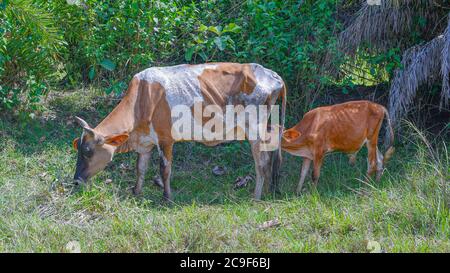 Die Indische Kuh Füttert Ihr Kalb Auf Dem Grasfeld. Stockfoto