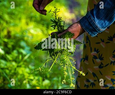 Sammeln von essbaren Wildkräutern auf einer Rundtour in Kemnath-Waldeck, Deutschland. Elisabeth Zintl mit einem Handbukett voller Wildkräuter. Die gepflückten Kräuter gehen etwas später in einen grünen Smoothie. Stockfoto