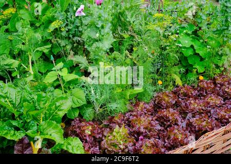 Reich bepflanzte englische Küche Garten - John Gollop Stockfoto