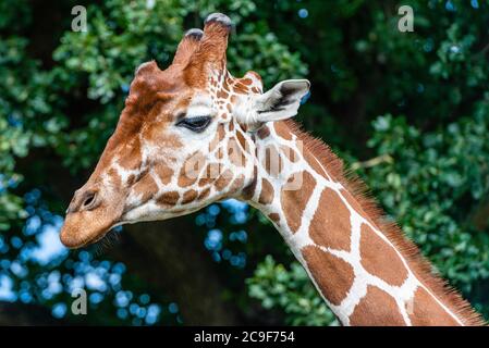 Ausgewachsener Giraffenkopf in einem Yorkshire Wildlife Park im Norden Englands Stockfoto