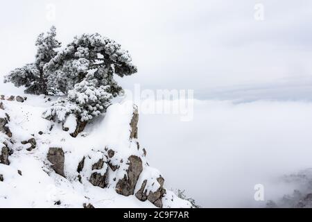 Winterlandschaft mit einer Kiefer auf dem Berg. Schöne schneebedeckte Kiefer am Rande der Klippe. Bäume sind höher als Wolken. Berg l Stockfoto