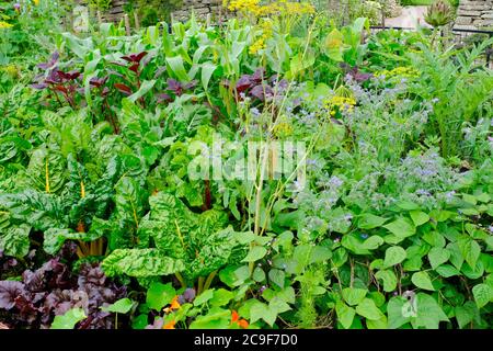 Reich bepflanzte englische Küche Garten - John Gollop Stockfoto