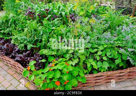 Reich bepflanzte englische Küche Garten - John Gollop Stockfoto