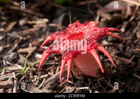 Sydney Australien, rot gefärbte Aseroe rubra oder Seesterne Pilz ist ein Mitglied der Familie der Stinkhorn Stockfoto